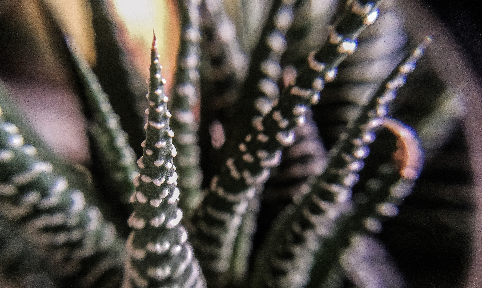 HTC DESIRE 500 sample photo. Succulent photography