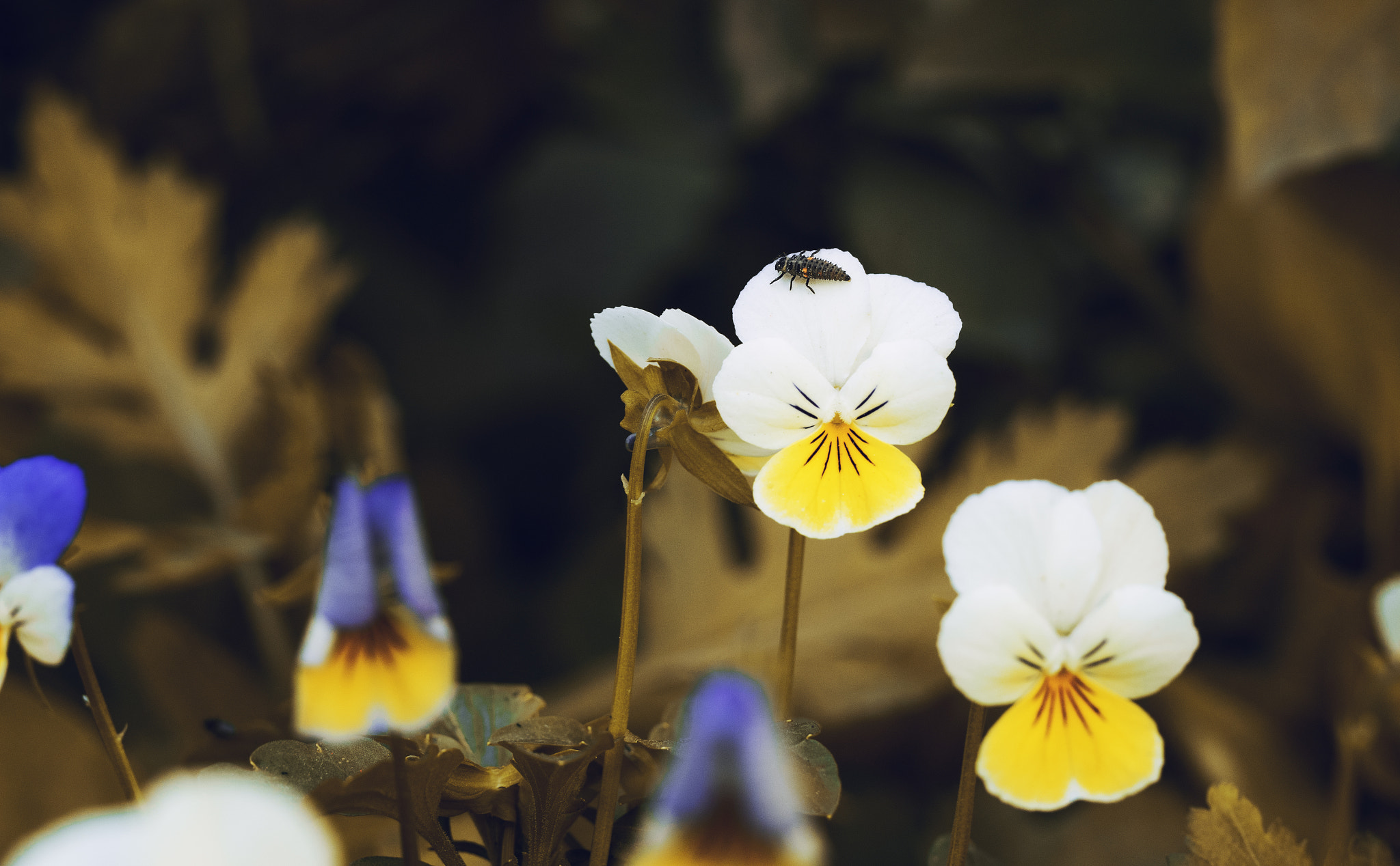 Sigma 50mm F1.4 EX DG HSM sample photo. Host photography