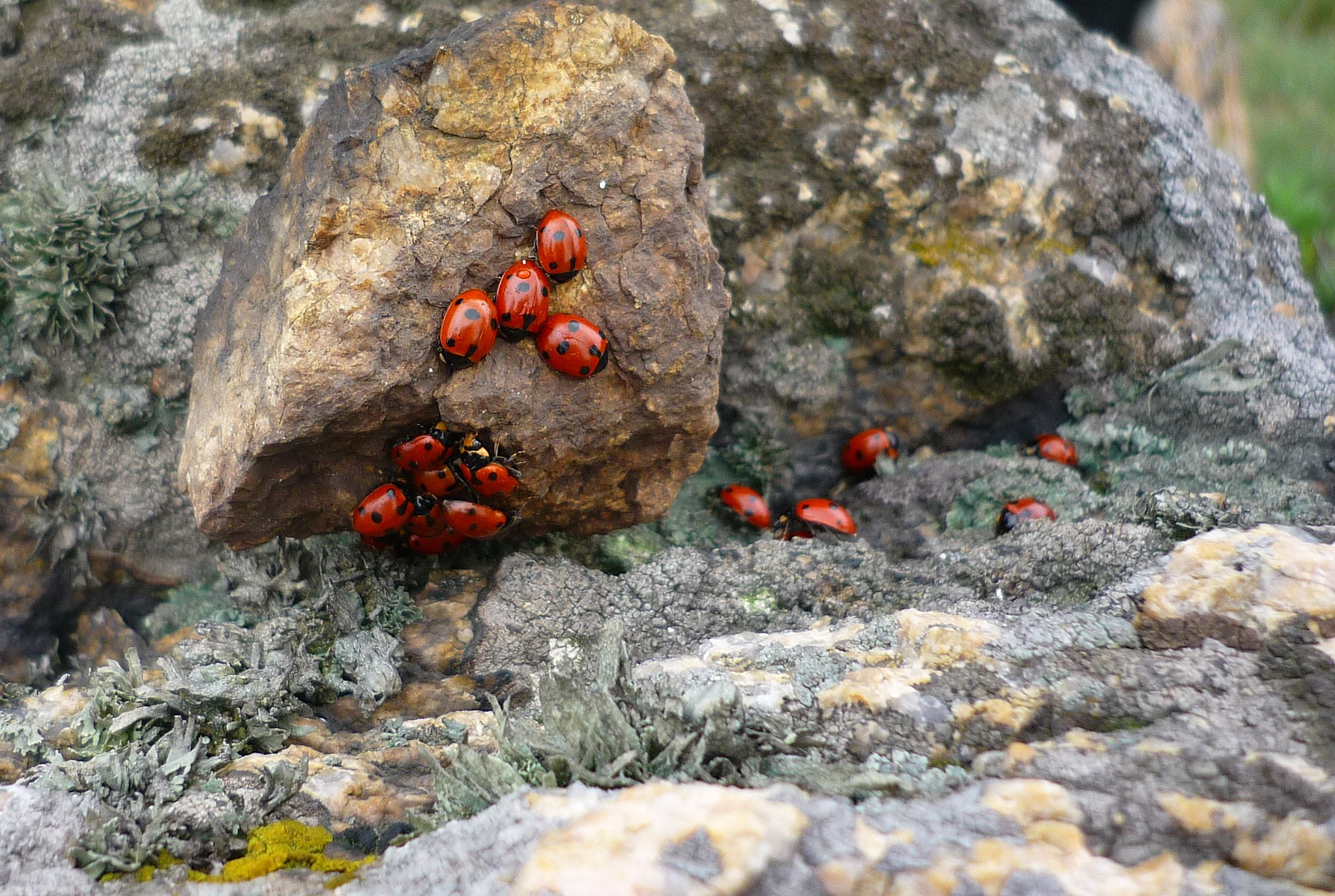 Panasonic Lumix DMC-FS3 sample photo. Ladybugs in spring photography