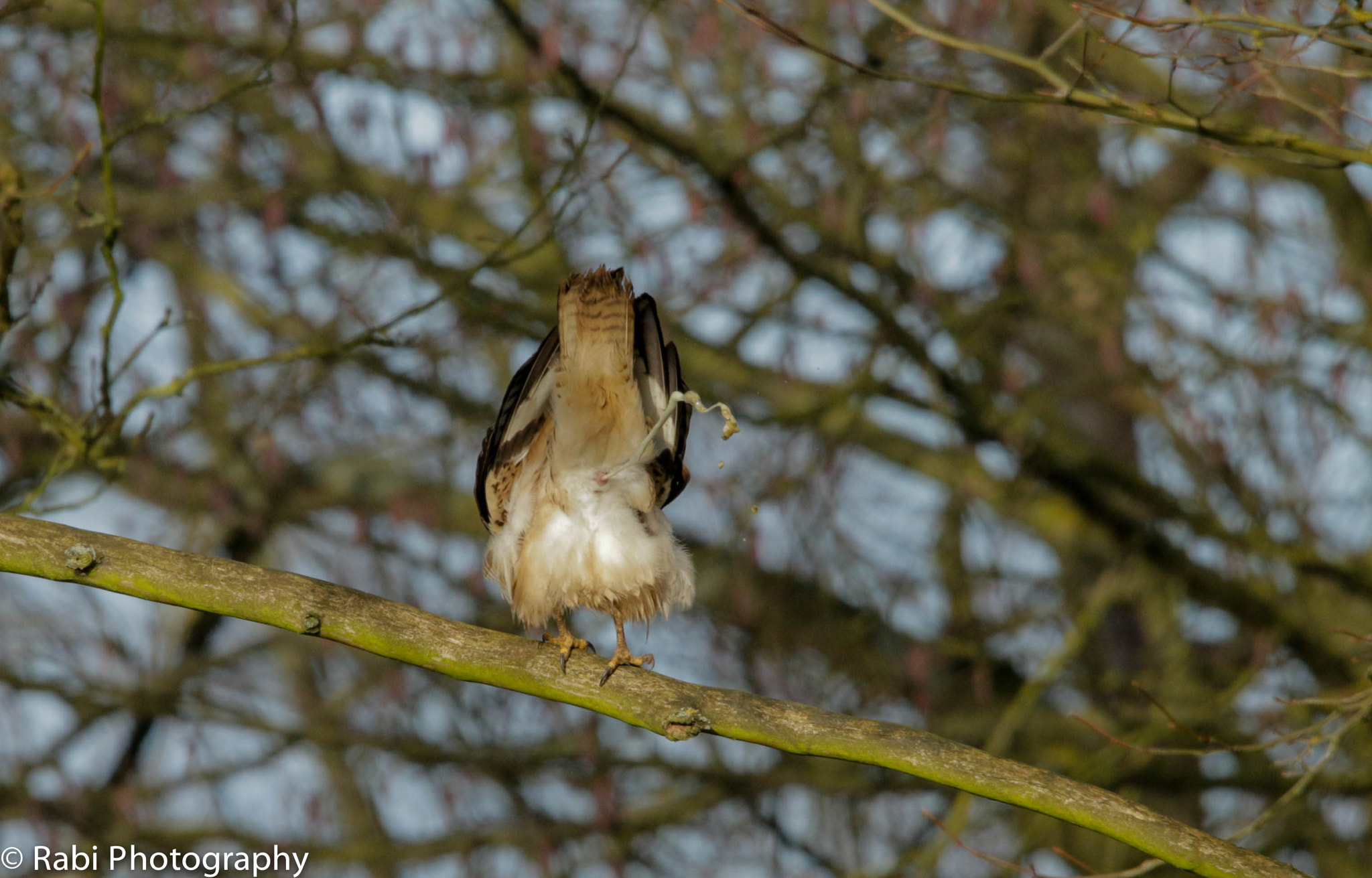 150-600mm F5-6.3 DG OS HSM | Sports 014 sample photo. 20170311-_mg_1367-2.jpg photography