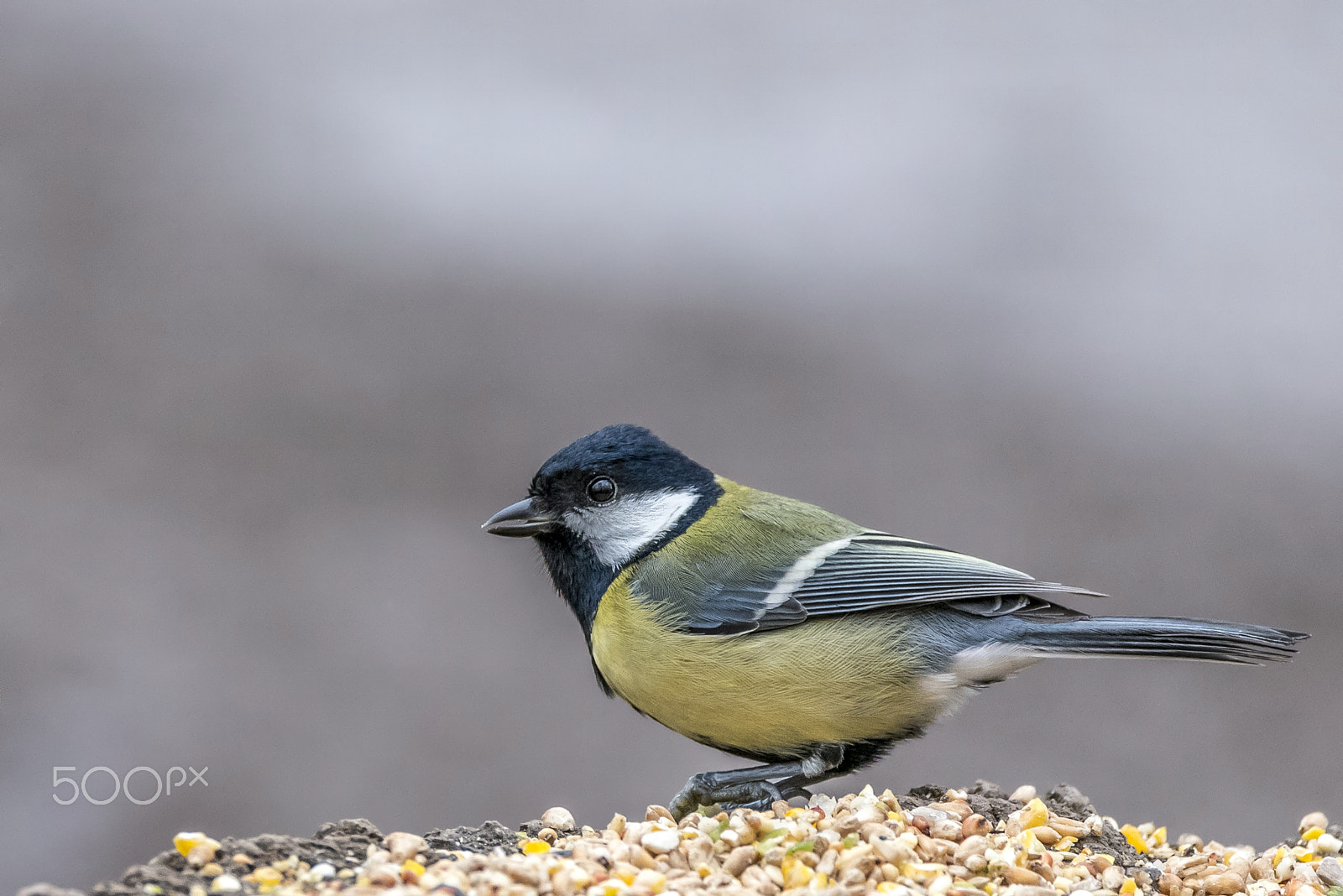 Sigma 150-600mm F5-6.3 DG OS HSM | C sample photo. Great tit on a log photography