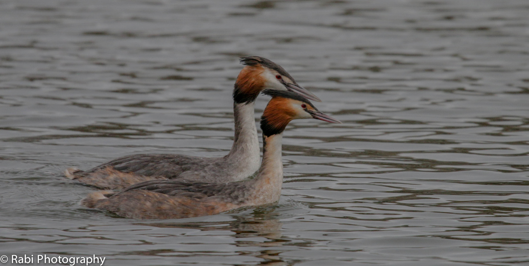 150-600mm F5-6.3 DG OS HSM | Sports 014 sample photo. 20170303-img_1280-2.jpg photography
