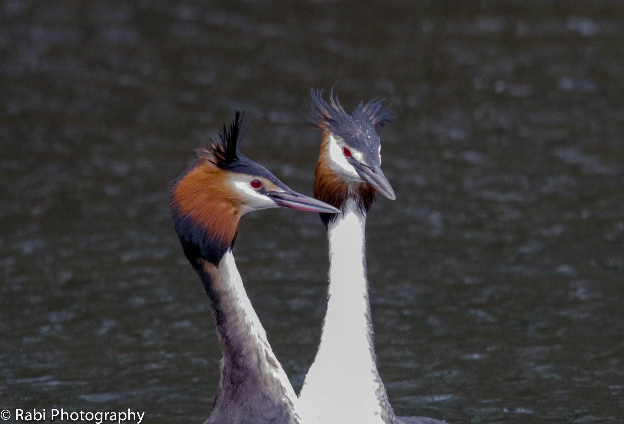 150-600mm F5-6.3 DG OS HSM | Sports 014 sample photo. 20170303-_mg_1320-2.jpg photography