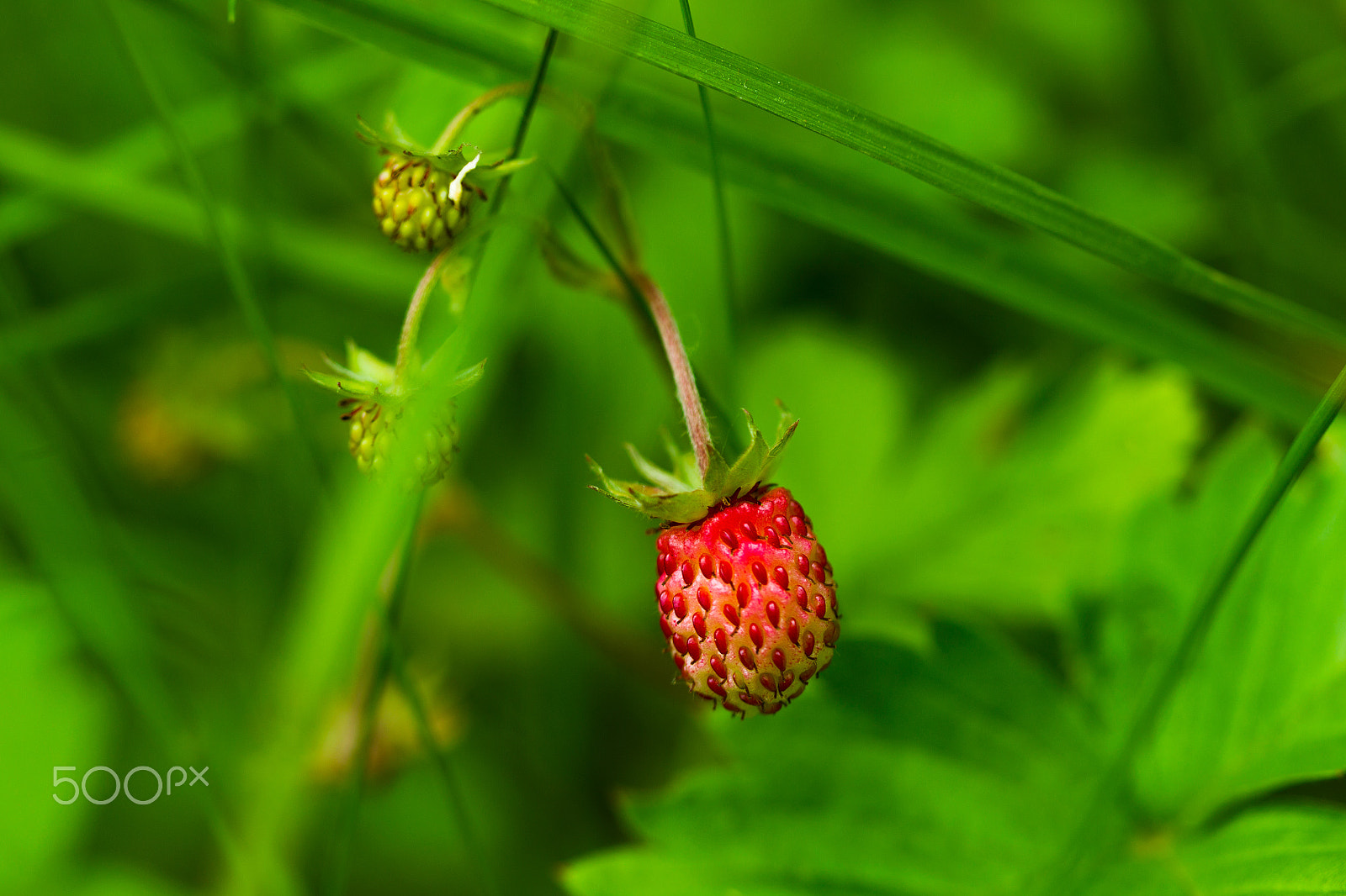 Canon EF 100mm F2.8 Macro USM sample photo. Wild strawberry berry photography