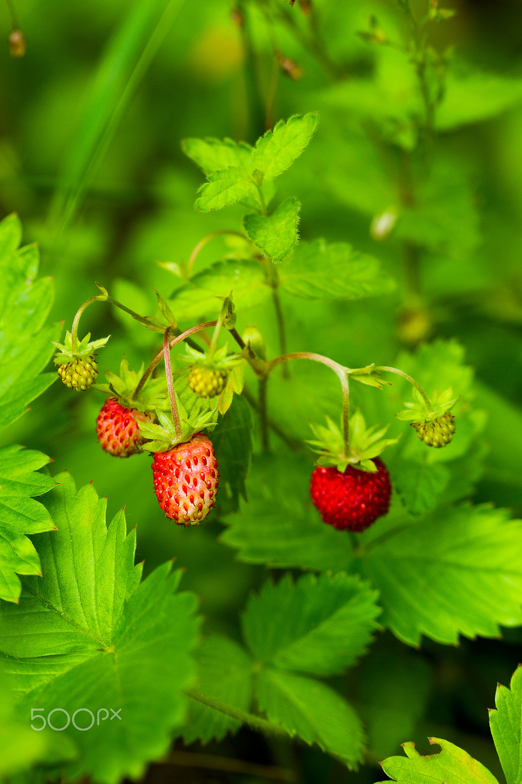 Canon EF 100mm F2.8 Macro USM sample photo. Wild strawberry berry photography