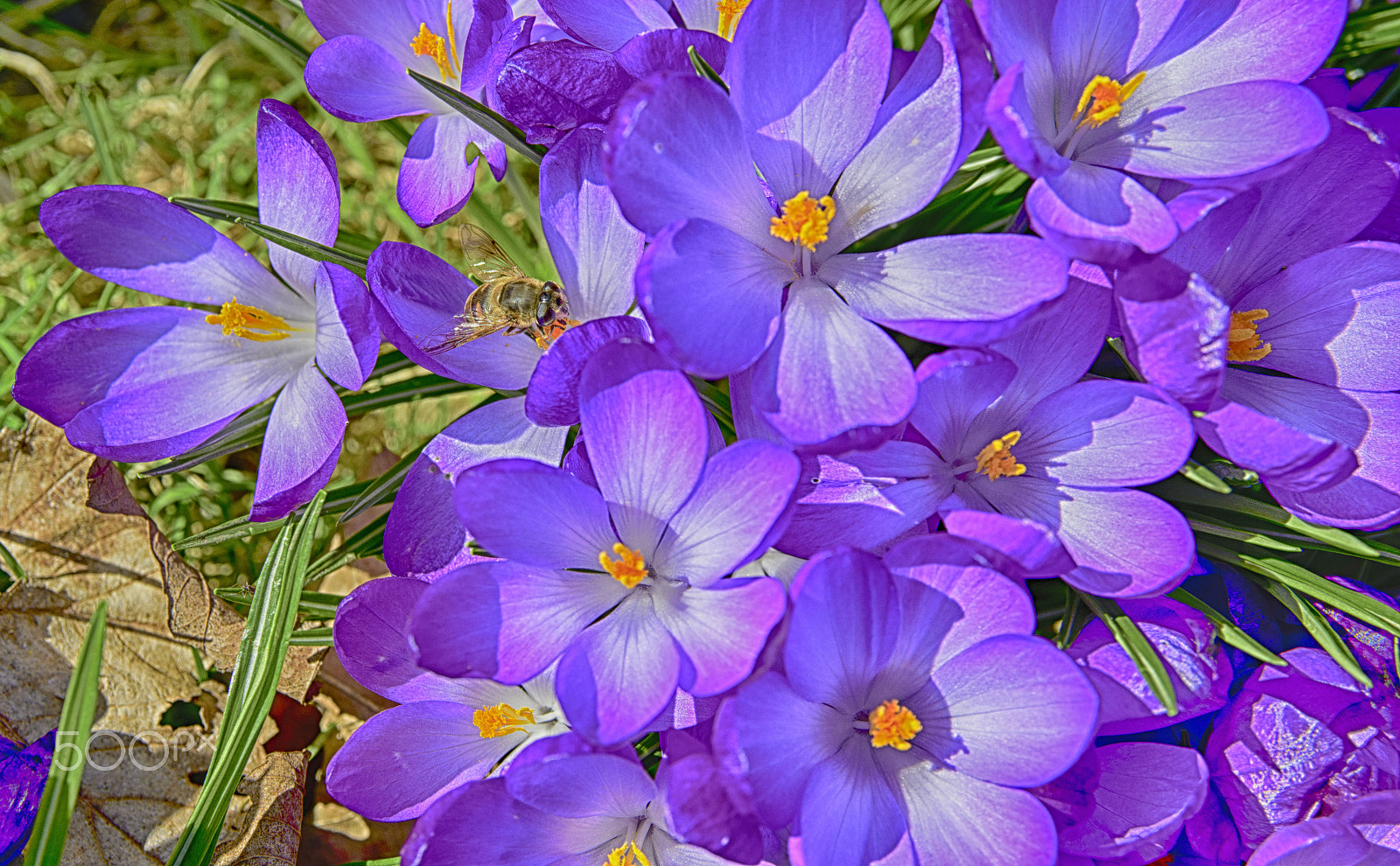 Sigma 17-50mm F2.8 EX DC OS HSM sample photo. Bee collecting nectar from crocus photography