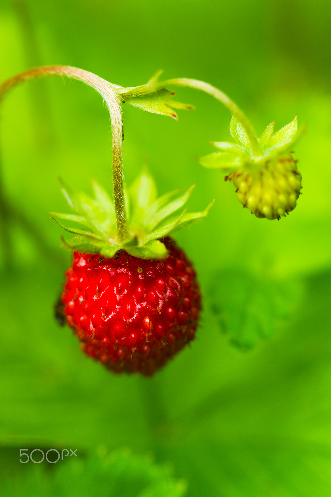 Canon EF 100mm F2.8 Macro USM sample photo. Wild strawberry berry photography