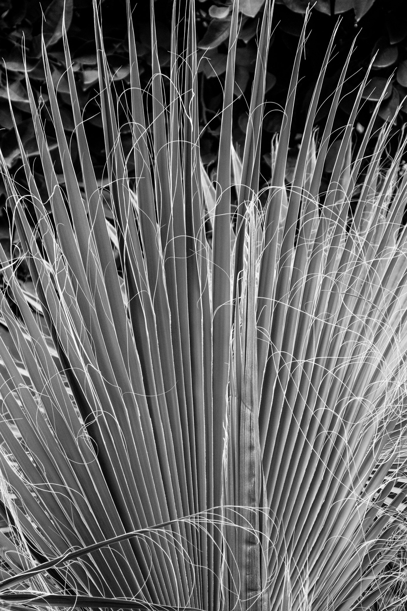 1 NIKKOR VR 10-100mm f/4-5.6 sample photo. Marrakech photography