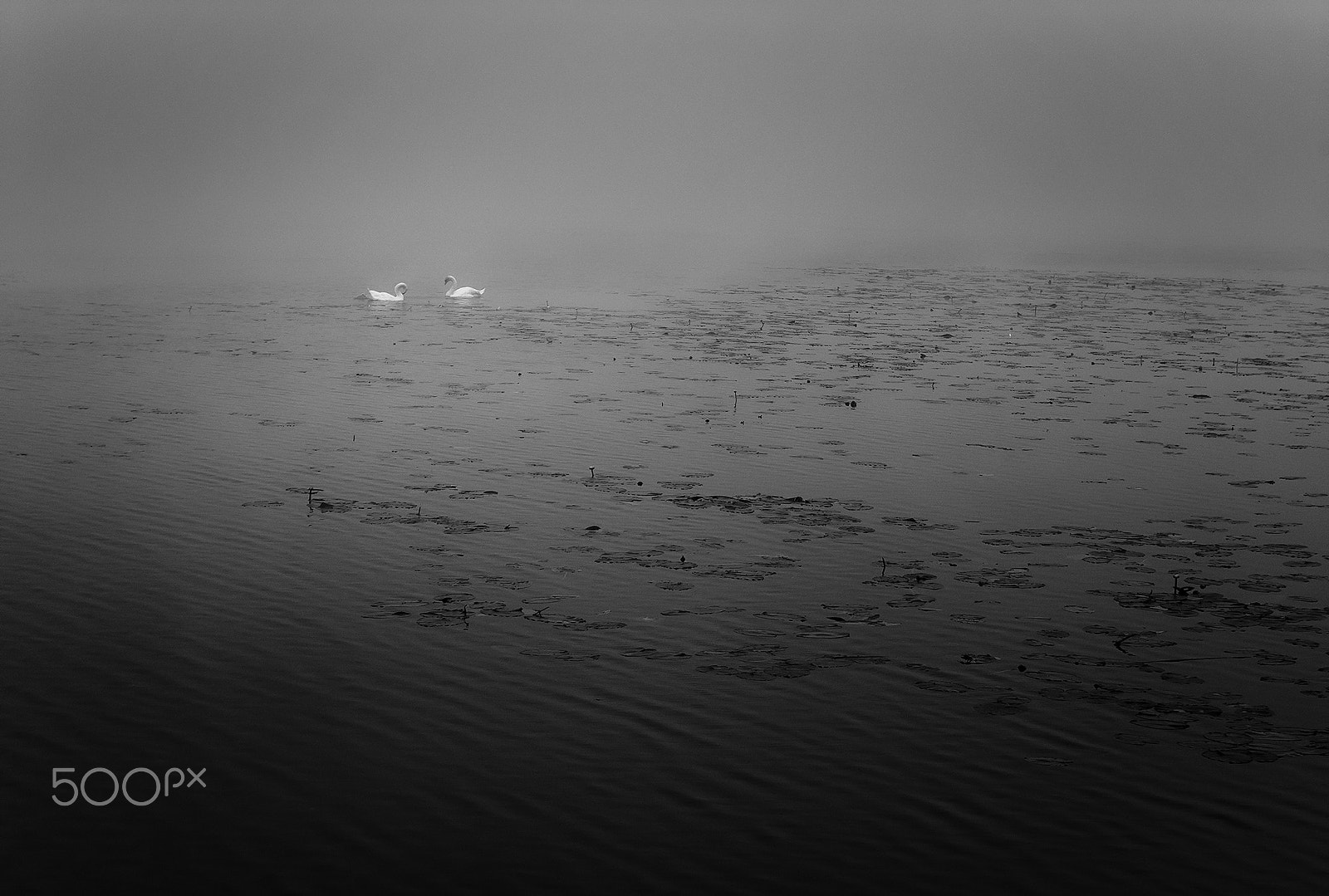 Sony SLT-A99V sample photo. Swans photography