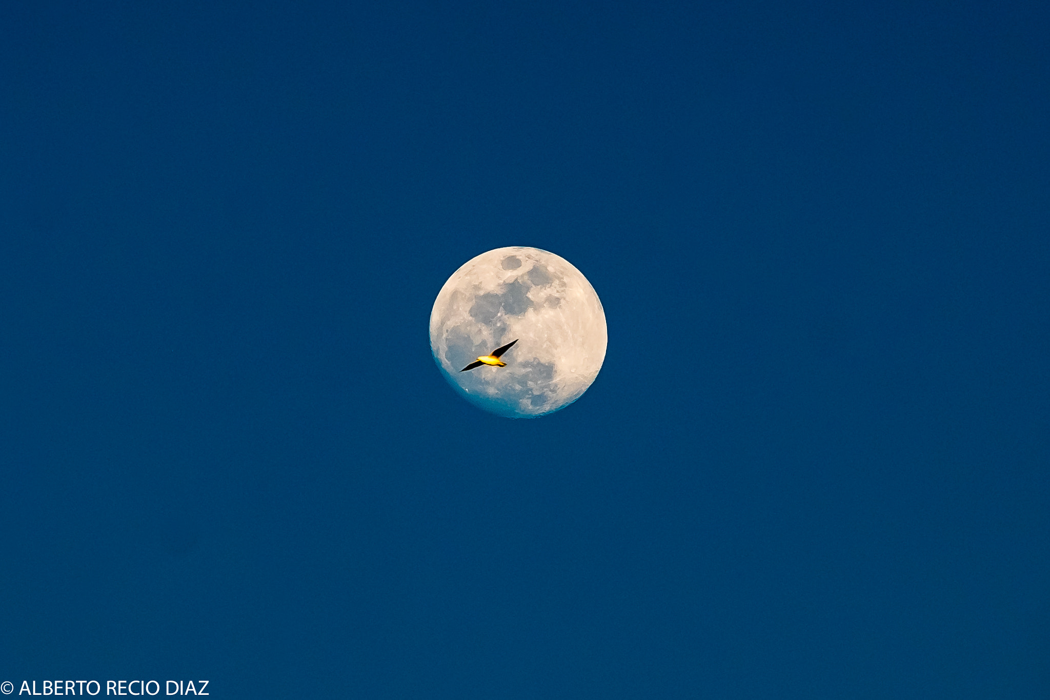 Fujifilm XF 55-200mm F3.5-4.8 R LM OIS sample photo. Luna y gaviota  photography
