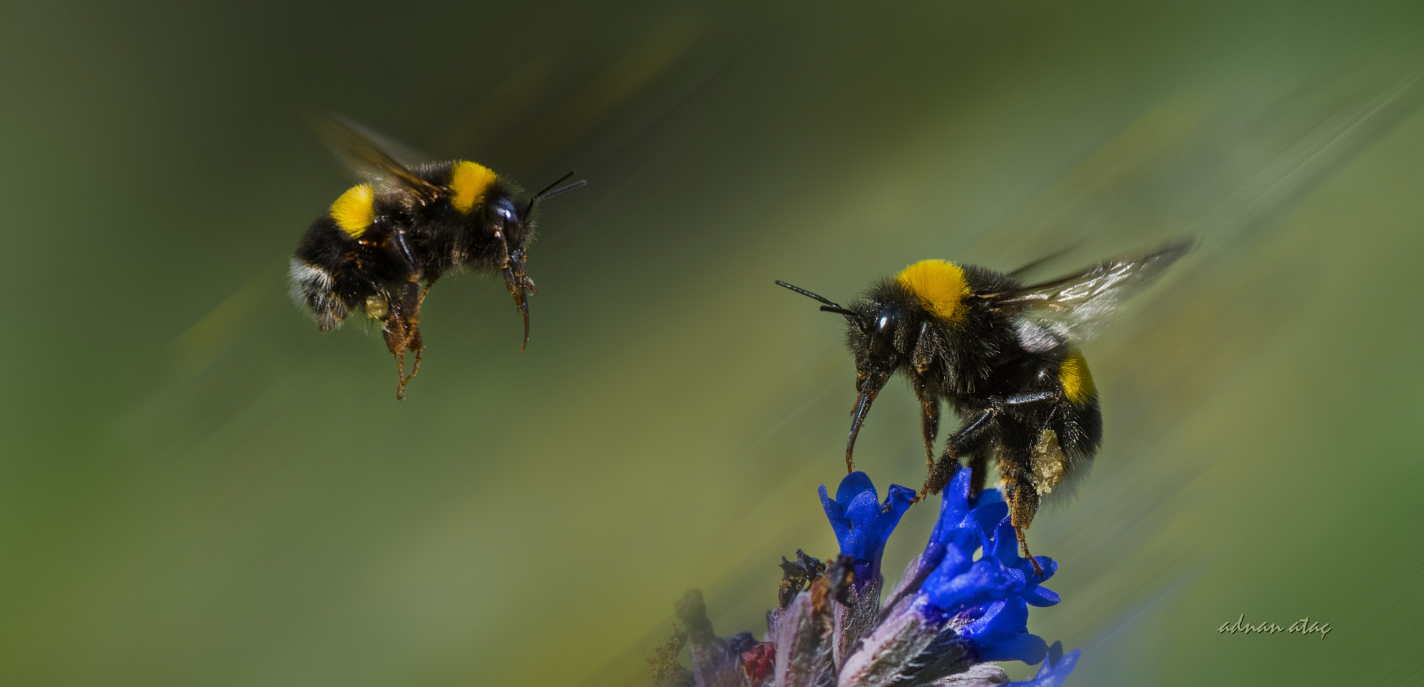 Nikon D5 + Nikon AF-S Micro-Nikkor 105mm F2.8G IF-ED VR sample photo. Bombus arısı - bombus terrestris - bumblebee photography