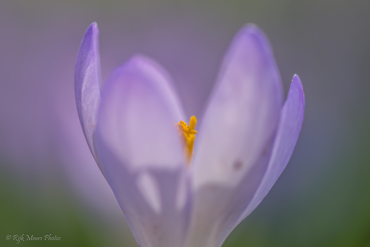 Nikon D7200 + Sigma 105mm F2.8 EX DG OS HSM sample photo. Spring time photography