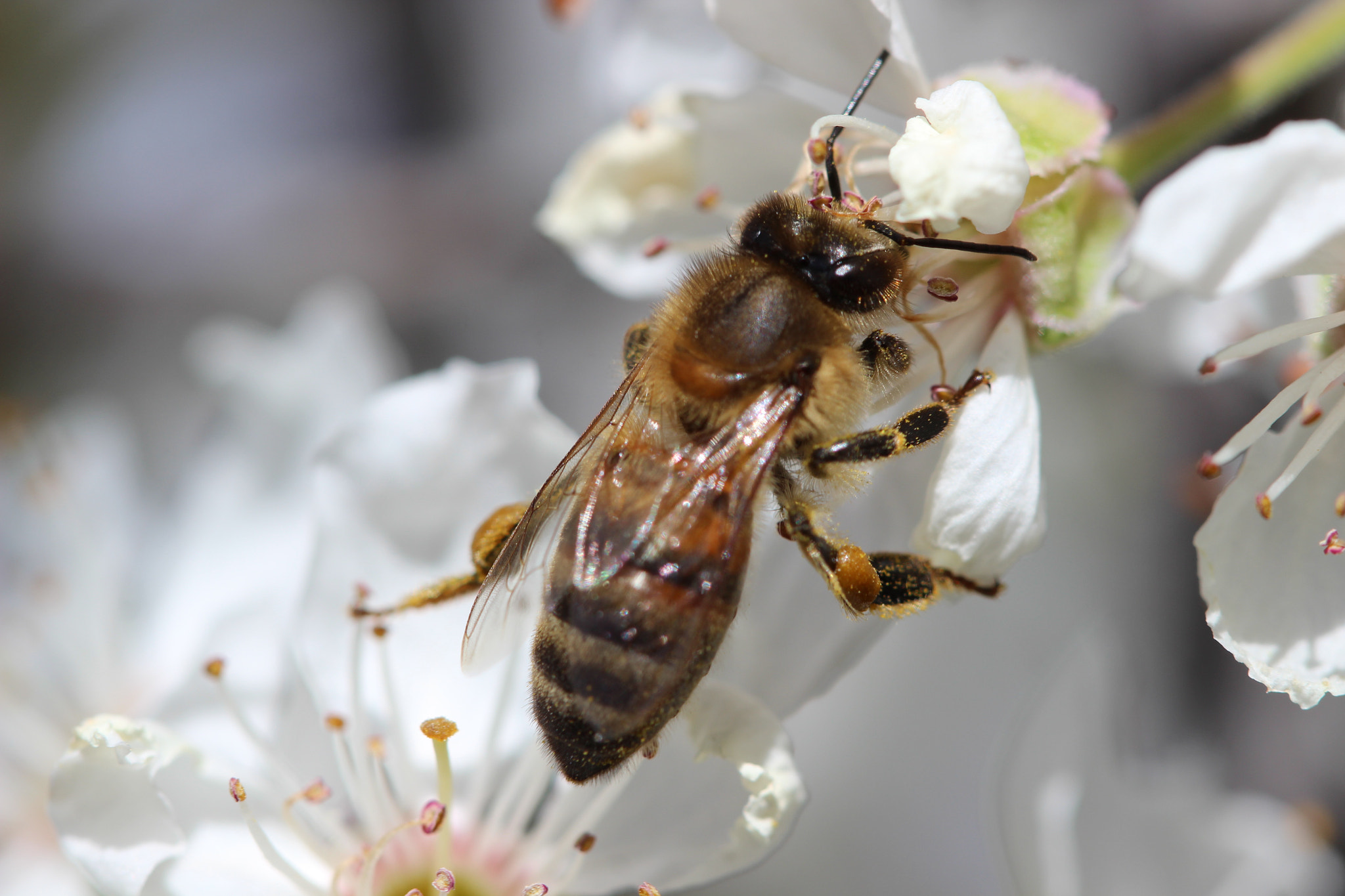 Canon EF 100mm F2.8 Macro USM sample photo. Blossom dinner photography