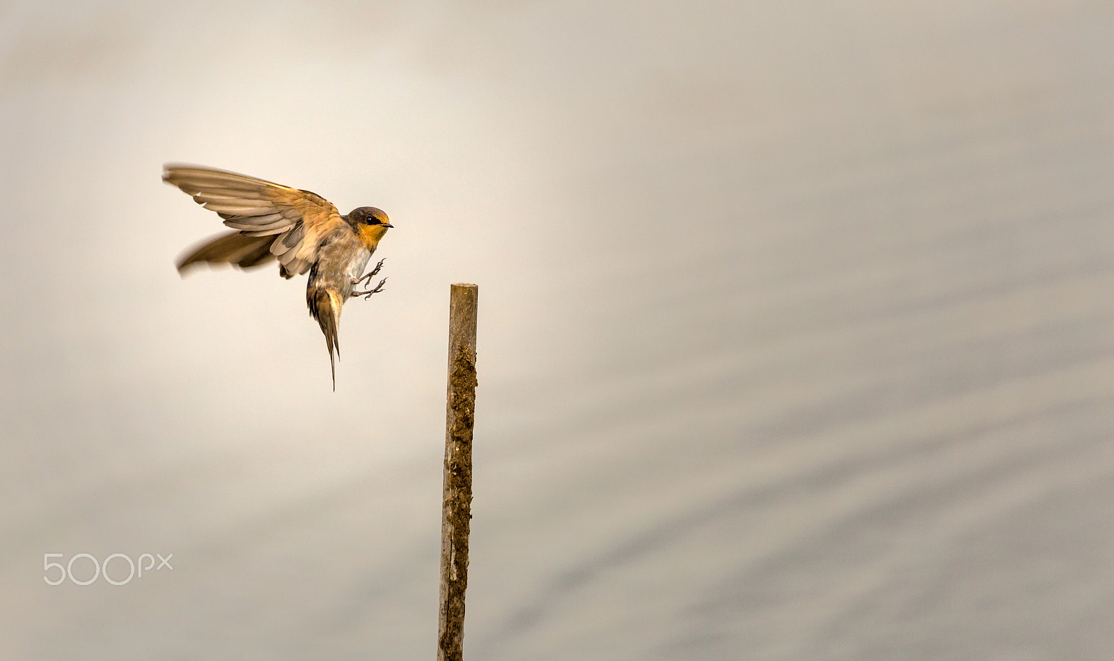 150-600mm F5-6.3 DG OS HSM | Contemporary 015 sample photo. The landing photography
