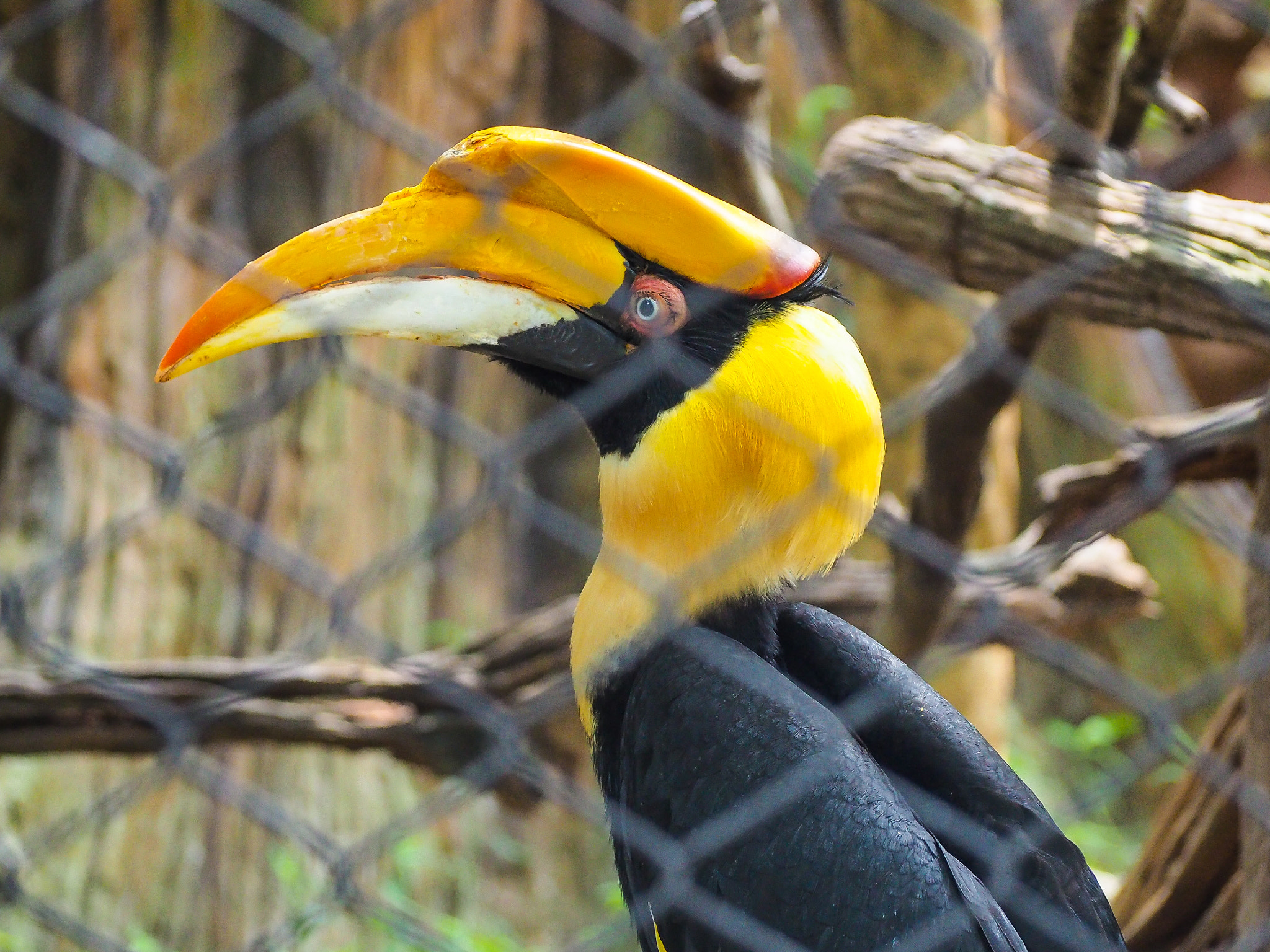 Olympus OM-D E-M10 II sample photo. ้hornbill photography