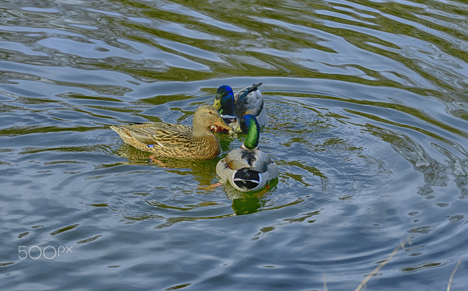 Sigma 105mm F2.8 EX DG OS HSM sample photo. 3 ducks swimming around photography