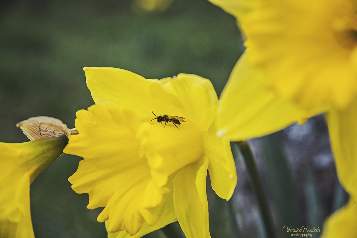 Nikon D610 + AF Zoom-Nikkor 28-105mm f/3.5-4.5D IF sample photo. Little bee photography