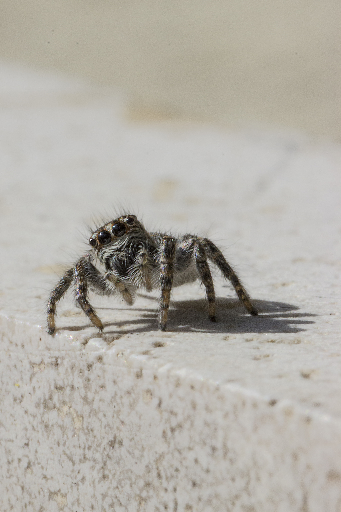 Canon EOS 600D (Rebel EOS T3i / EOS Kiss X5) + Tamron SP AF 90mm F2.8 Di Macro sample photo. Spider photography