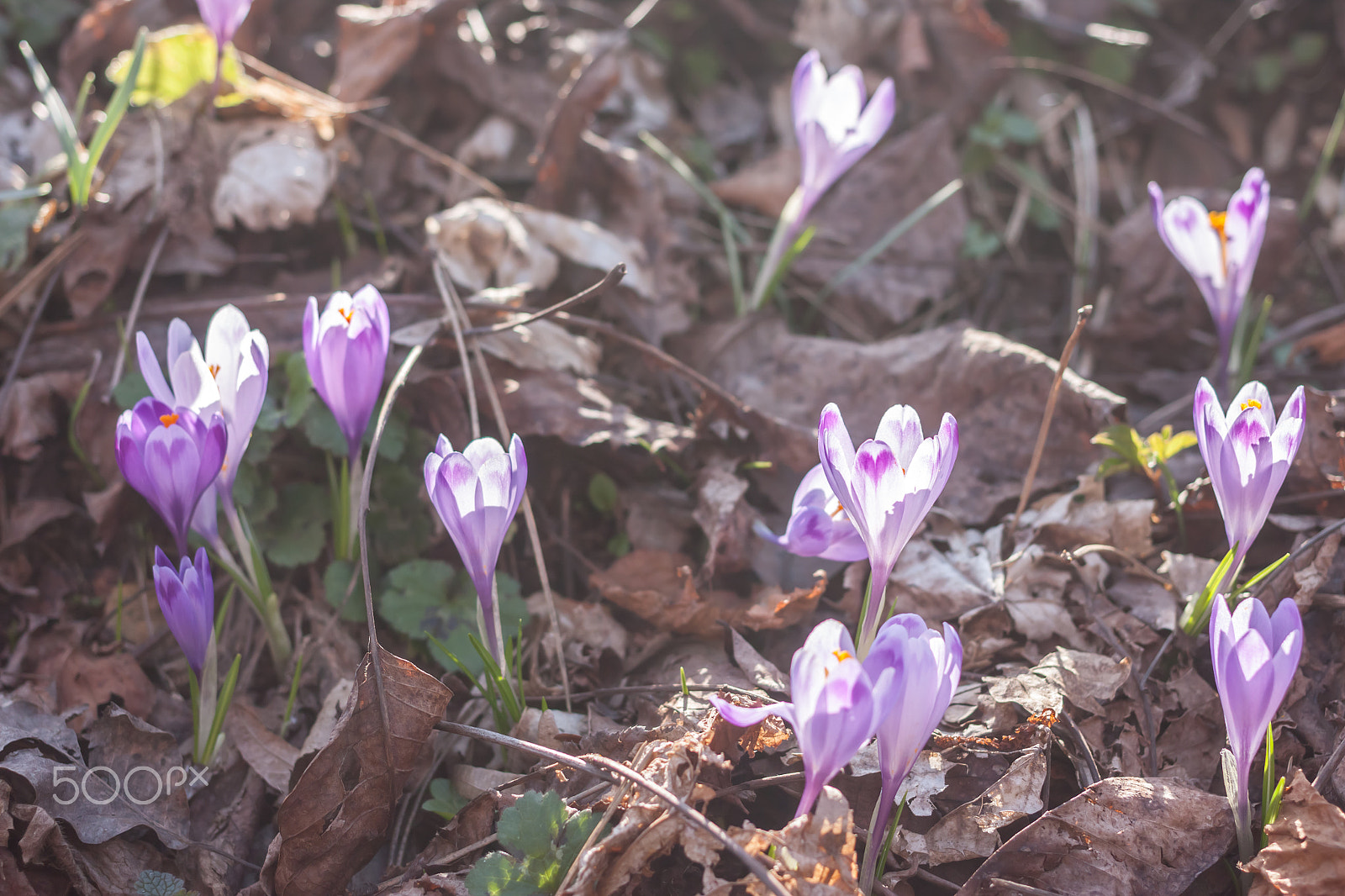 Canon EOS 500D (EOS Rebel T1i / EOS Kiss X3) + Canon EF 40mm F2.8 STM sample photo. Spring violet crocuses in forest photography