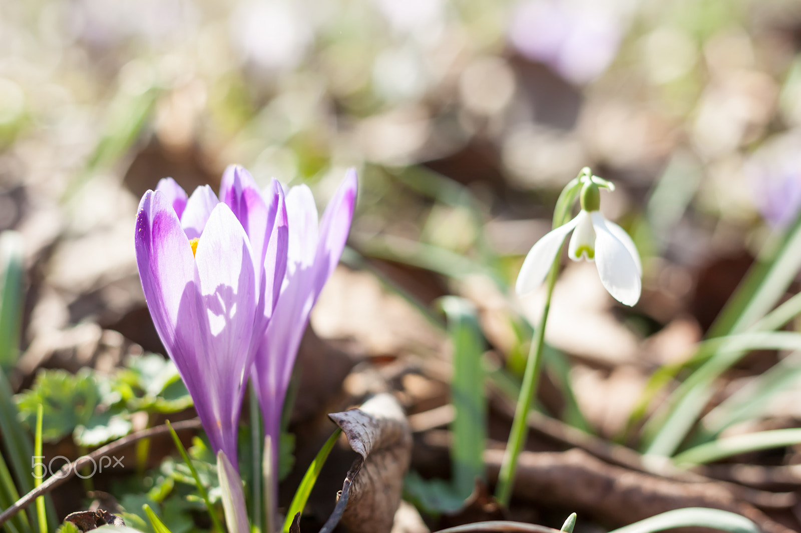 Canon EOS 500D (EOS Rebel T1i / EOS Kiss X3) + Canon EF 40mm F2.8 STM sample photo. Spring violet crocuses and snowdrops in forest photography