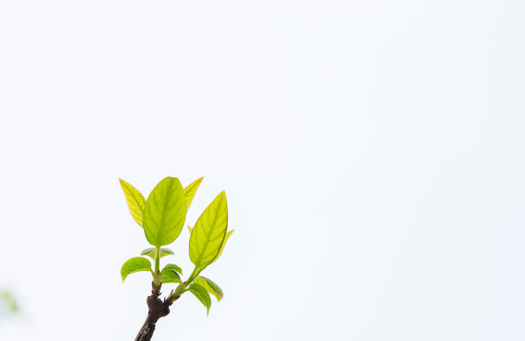Nikon D810 + Sigma 50mm F1.4 DG HSM Art sample photo. 一抹嫩芽，生命不息！ photography