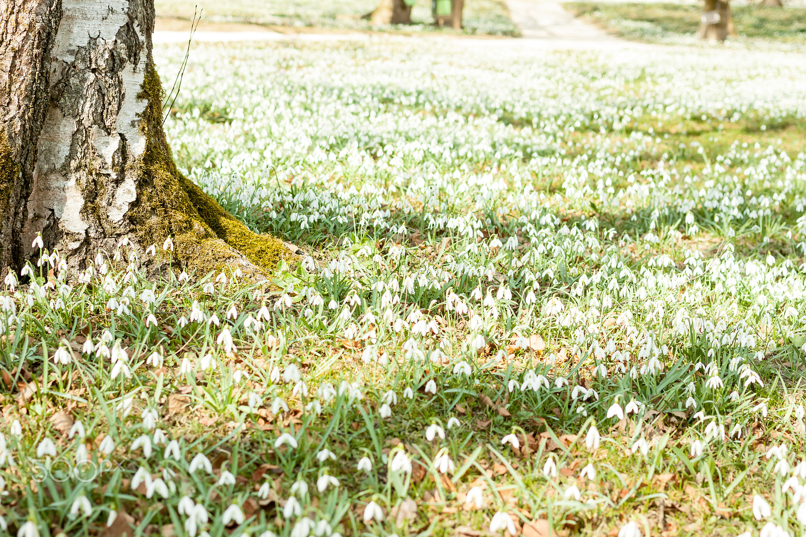 Canon EOS 500D (EOS Rebel T1i / EOS Kiss X3) sample photo. Many beautiful white snowdrops photography