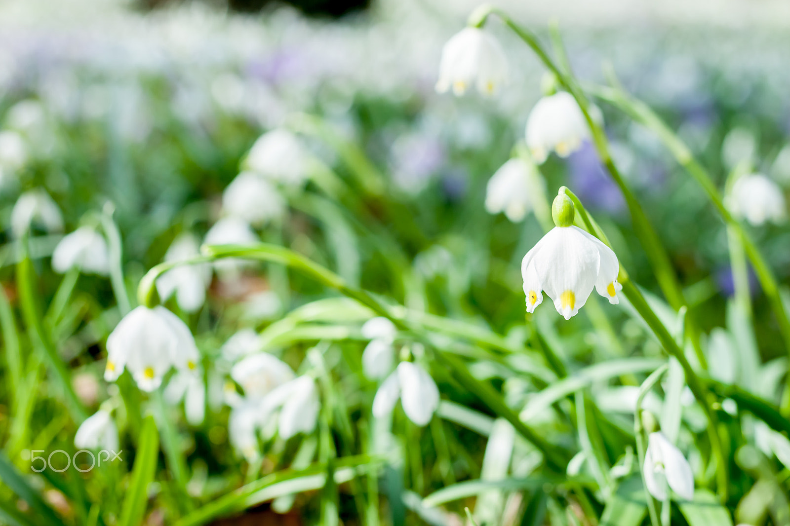 Canon EOS 500D (EOS Rebel T1i / EOS Kiss X3) + Canon EF 40mm F2.8 STM sample photo. Many beautiful white snowdrops photography