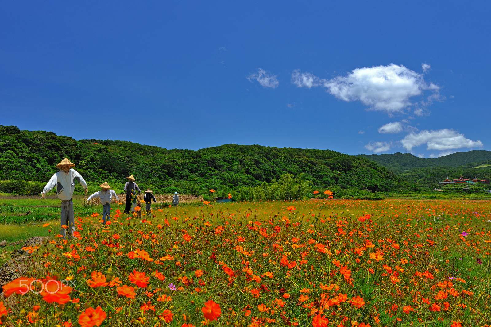 Nikon D3X sample photo. 花,山,菊花,稻草人 photography