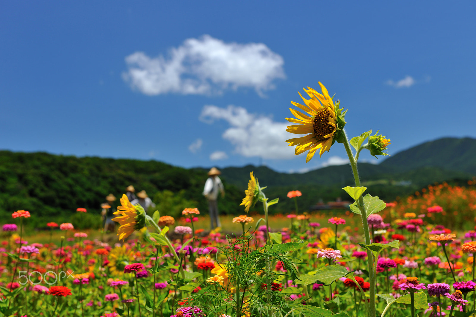 Nikon D3X sample photo. 花,山,金盞花,向日葵 photography