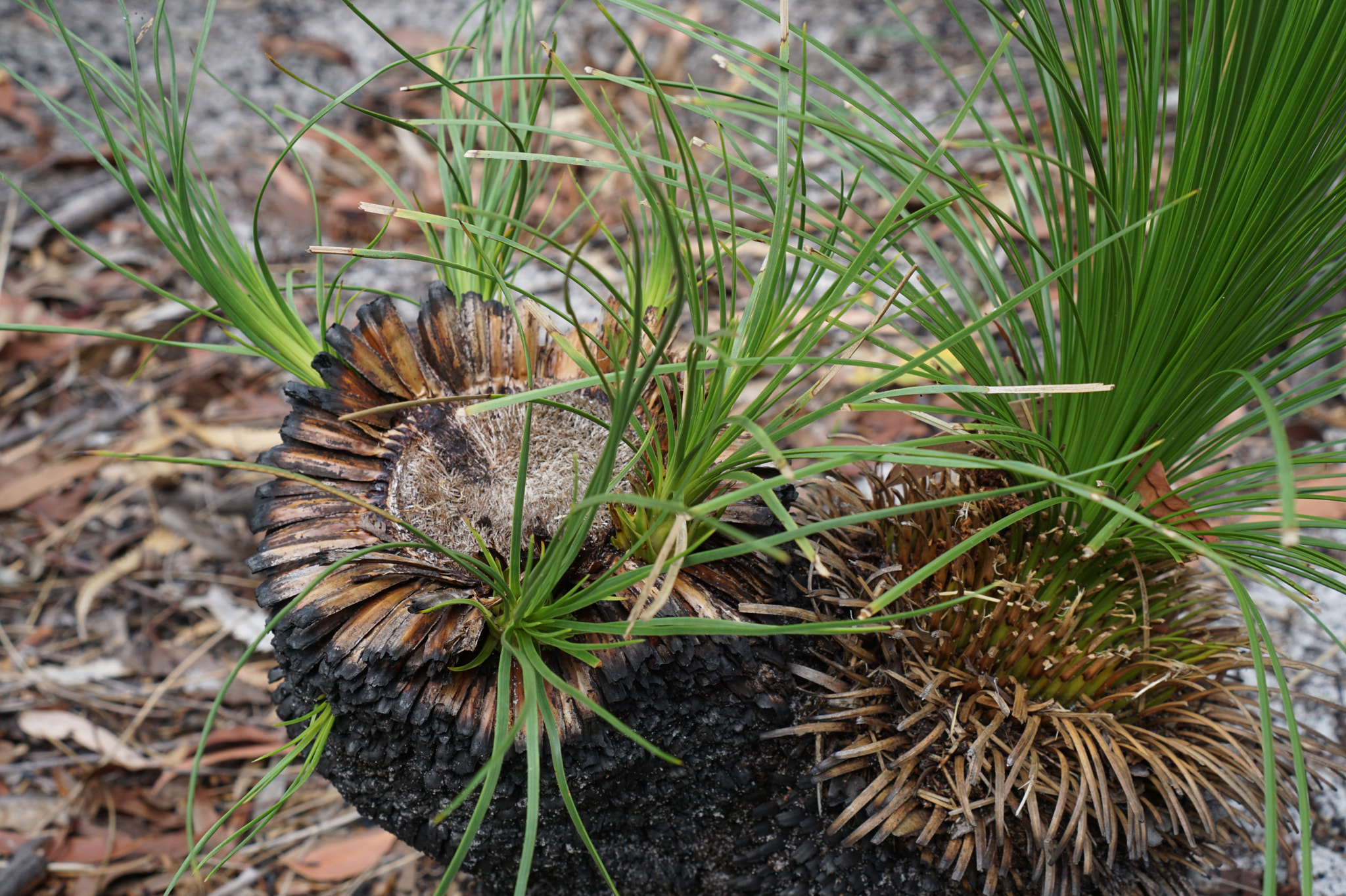 Sony a6000 + Sony E 35mm F1.8 OSS sample photo. Native plant photography