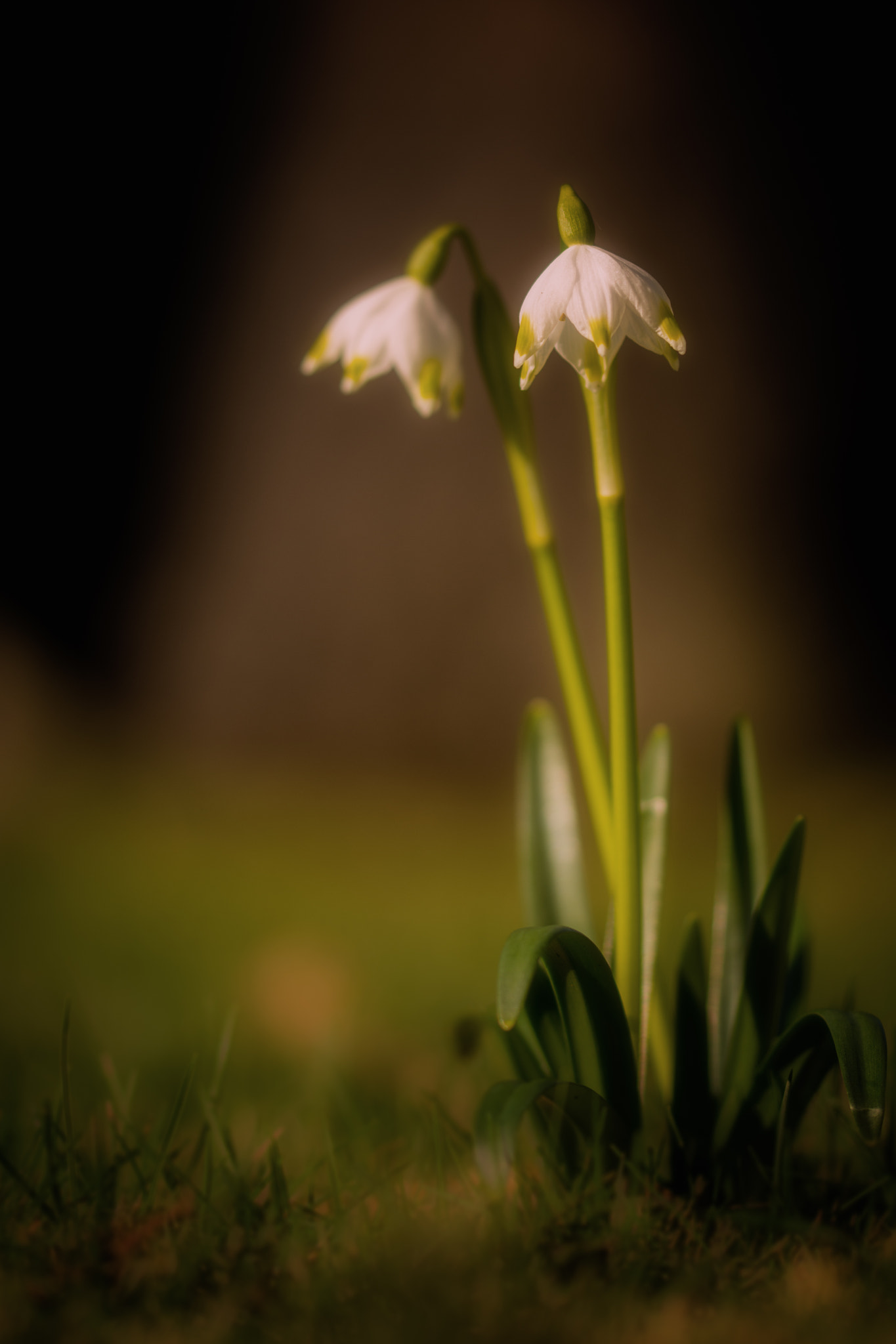 Sigma 105mm F2.8 EX DG OS HSM sample photo. Contemplation photography