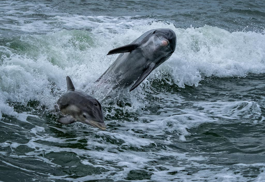 Fujifilm X-T2 + Fujifilm XF 18-135mm F3.5-5.6 R LM OIS WR sample photo. Dolphin play photography
