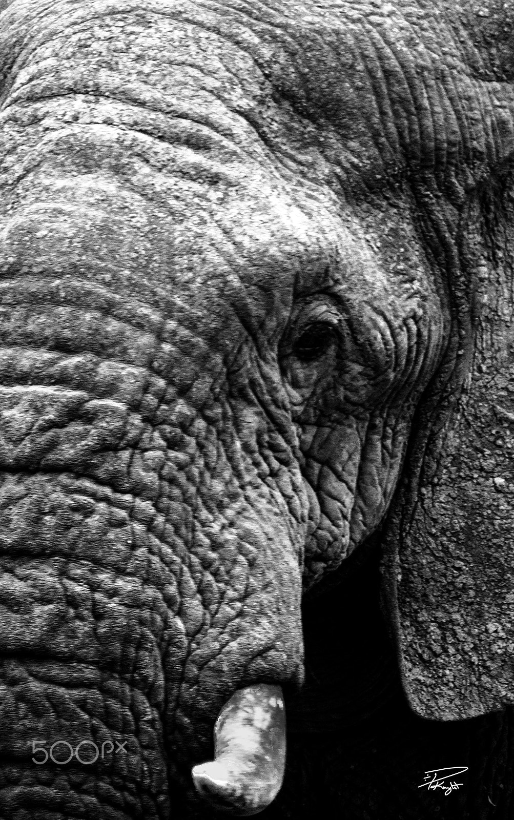 Nikon D7000 + Sigma 50-150mm F2.8 EX APO DC HSM II + 1.4x sample photo. Elephant face to face bw photography