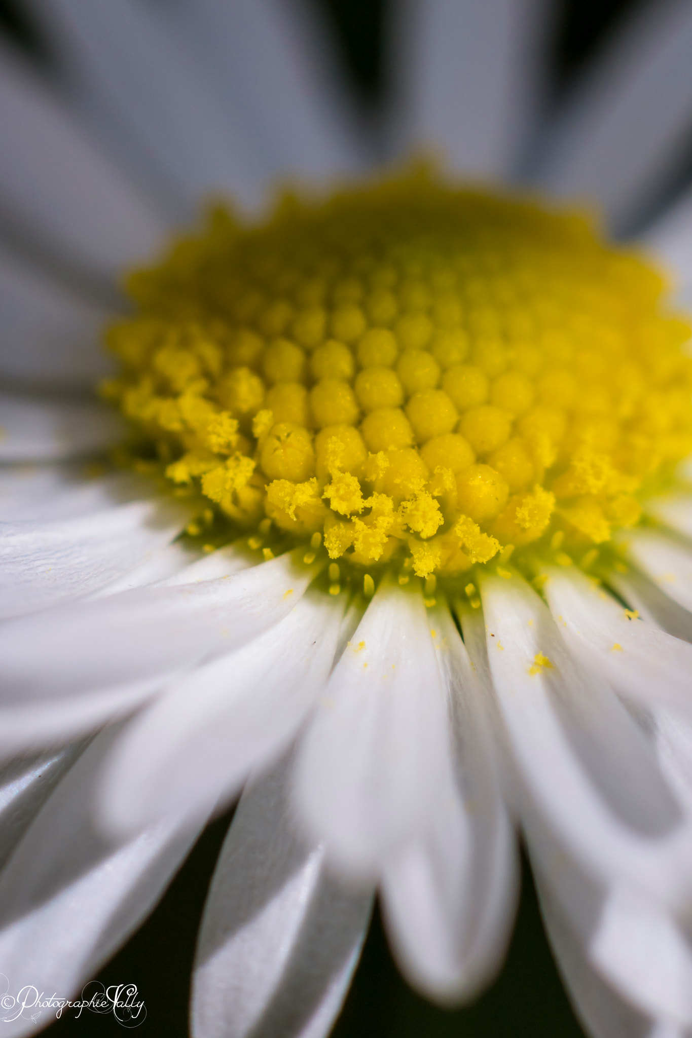 Canon EF 50mm F1.8 II sample photo. Paquerette photography