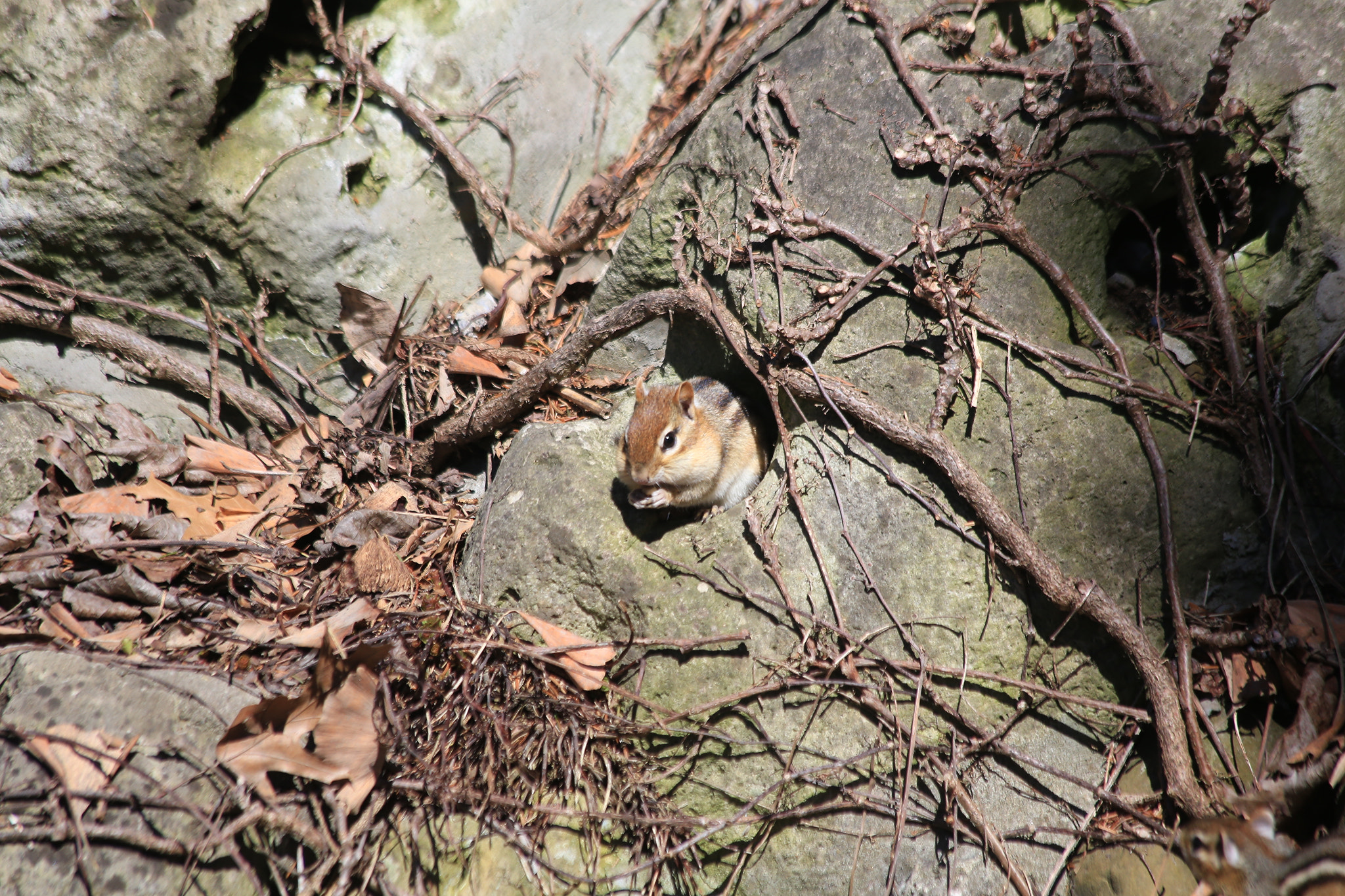 Canon EF 70-300mm F4-5.6 IS USM sample photo