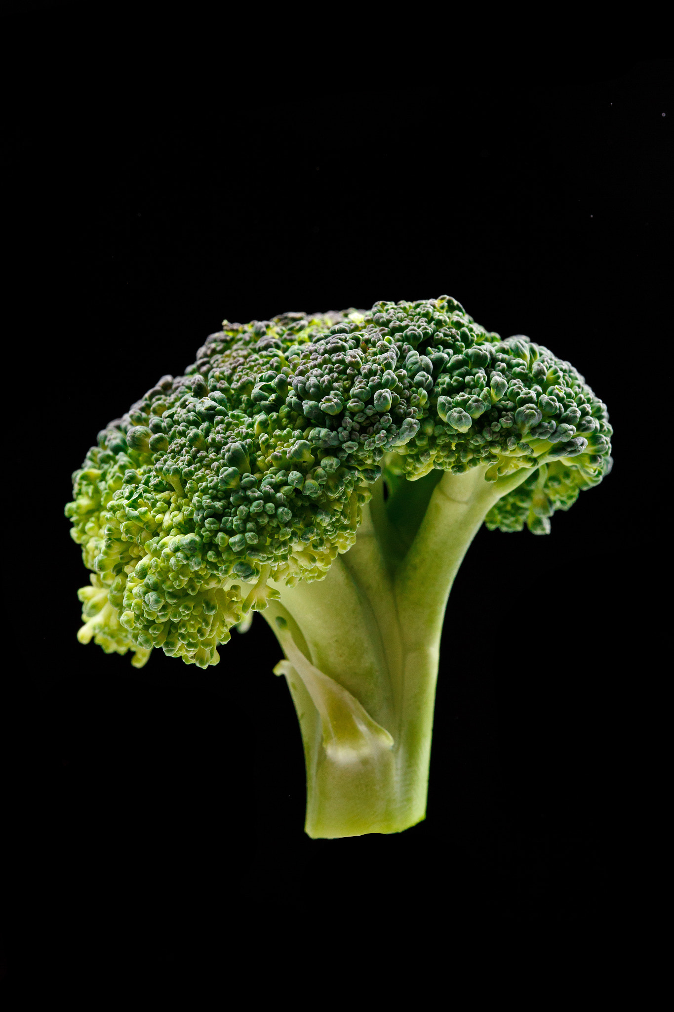 Sigma 105mm F2.8 EX DG OS HSM sample photo. Broccoli photography