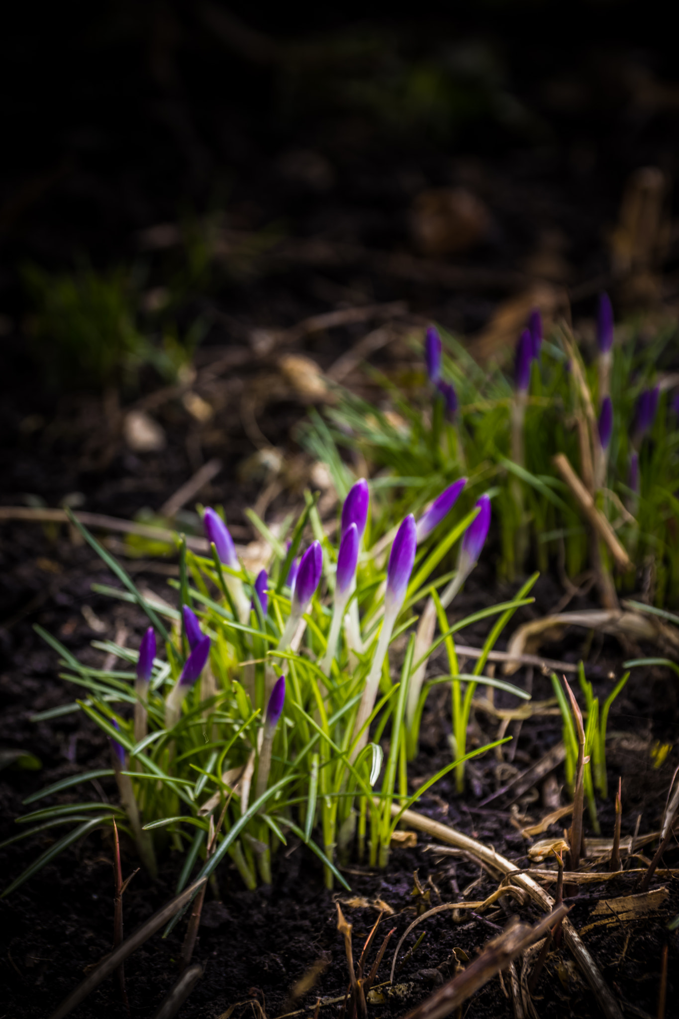 Sony DT 18-135mm F3.5-5.6 SAM sample photo. Dsc photography