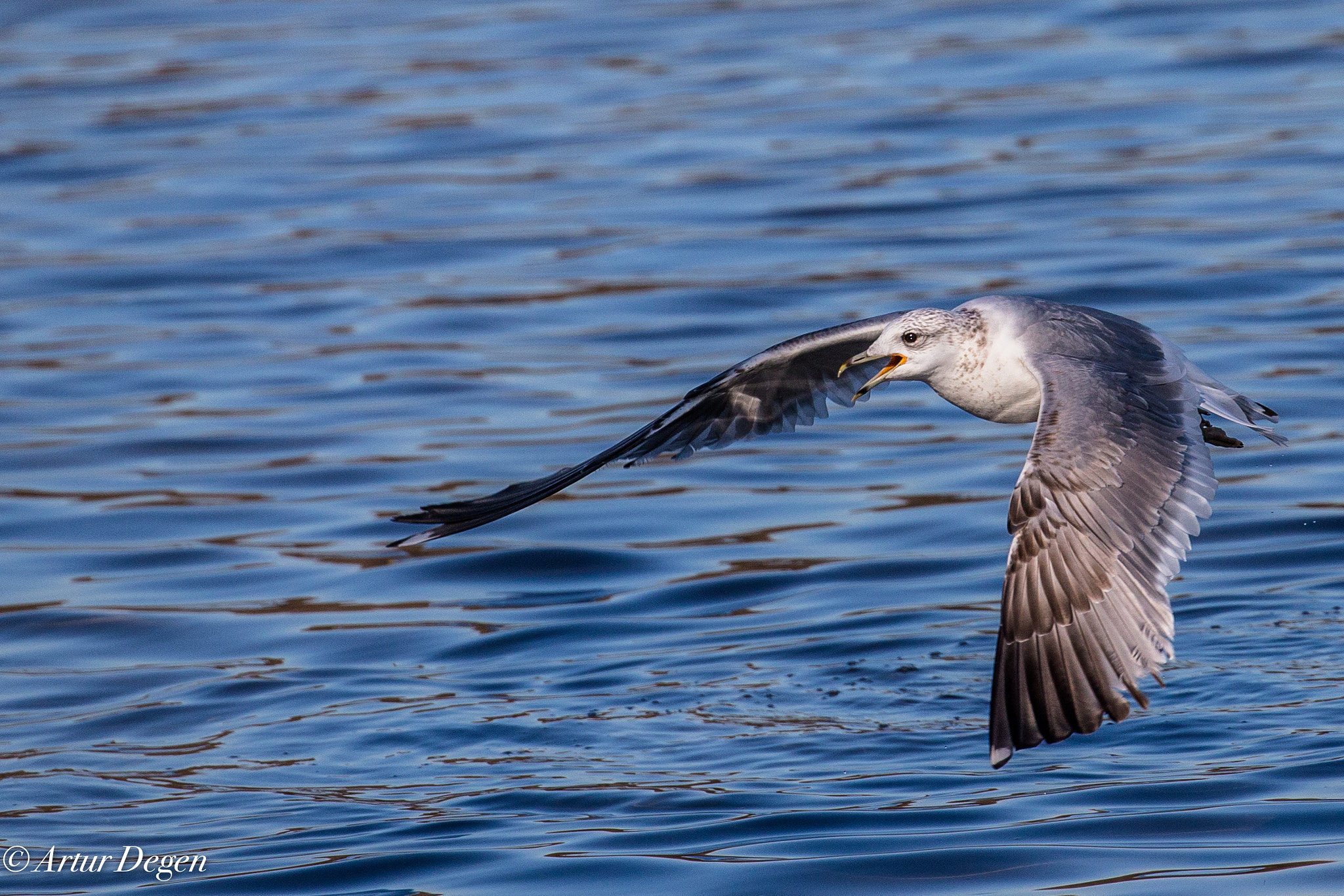 Canon EOS-1D X sample photo. Möve iii vögel gralla feb orgv vögel gralla feb orgv möve iii photography