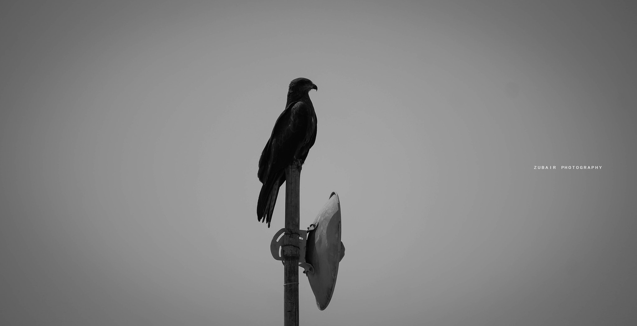 Canon EF-S 55-250mm F4-5.6 IS sample photo. Eagle photography