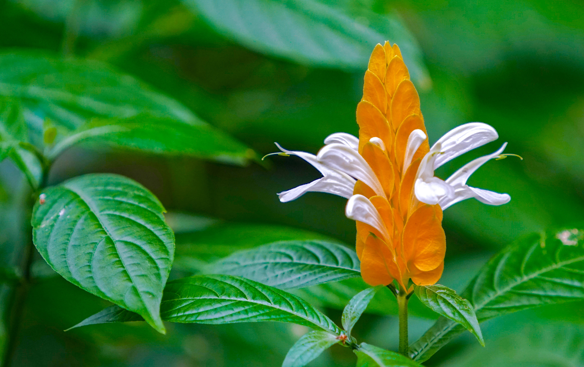 Sony a7R II + Sony FE 70-200mm F4 G OSS sample photo. Orange photography