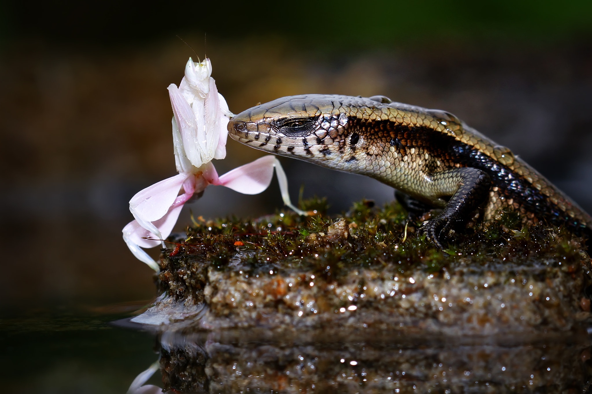 Canon EOS 7D + Canon EF 100mm F2.8 Macro USM sample photo. Mantis action photography