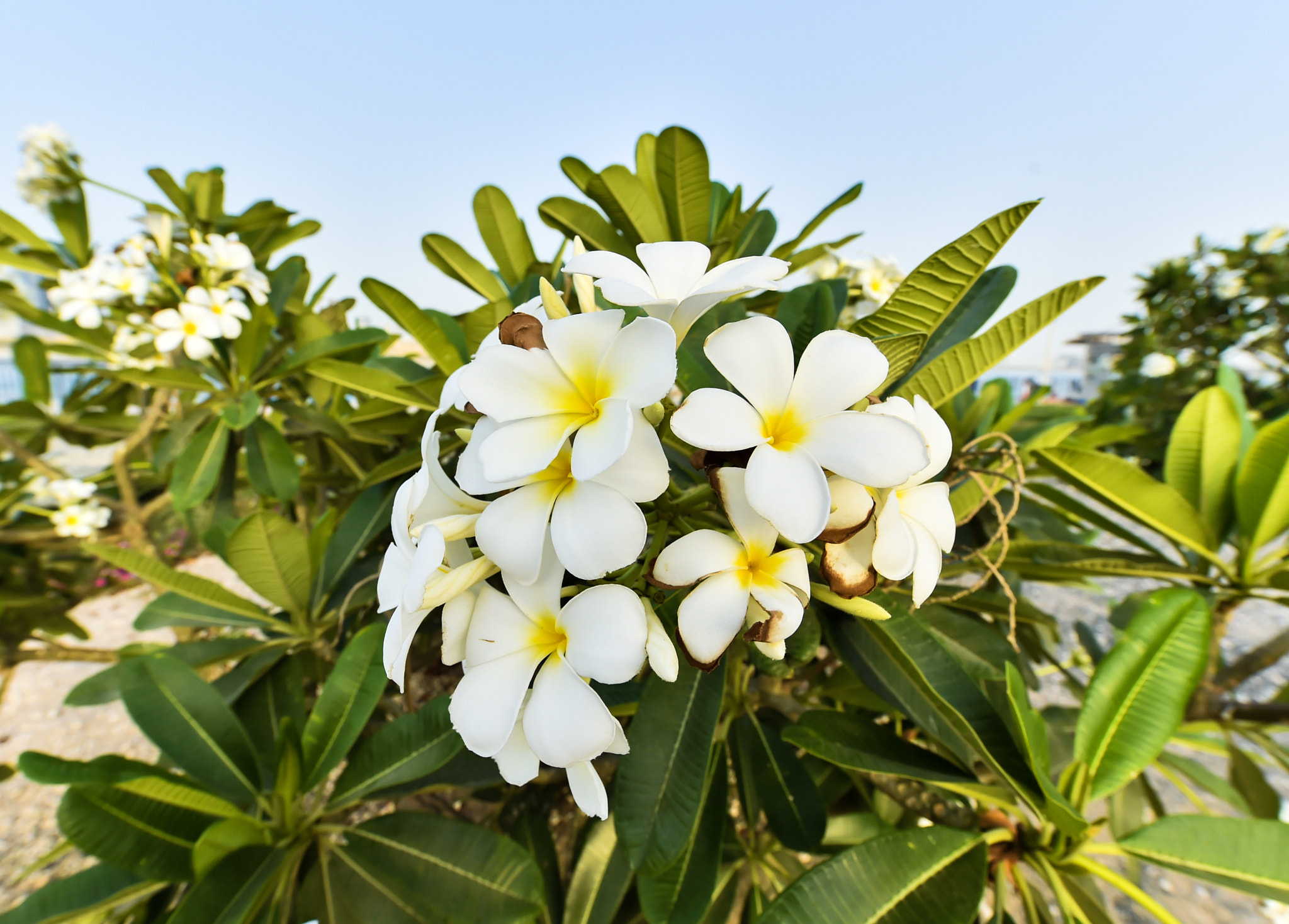 Nikon D4S sample photo. Plumeria photography