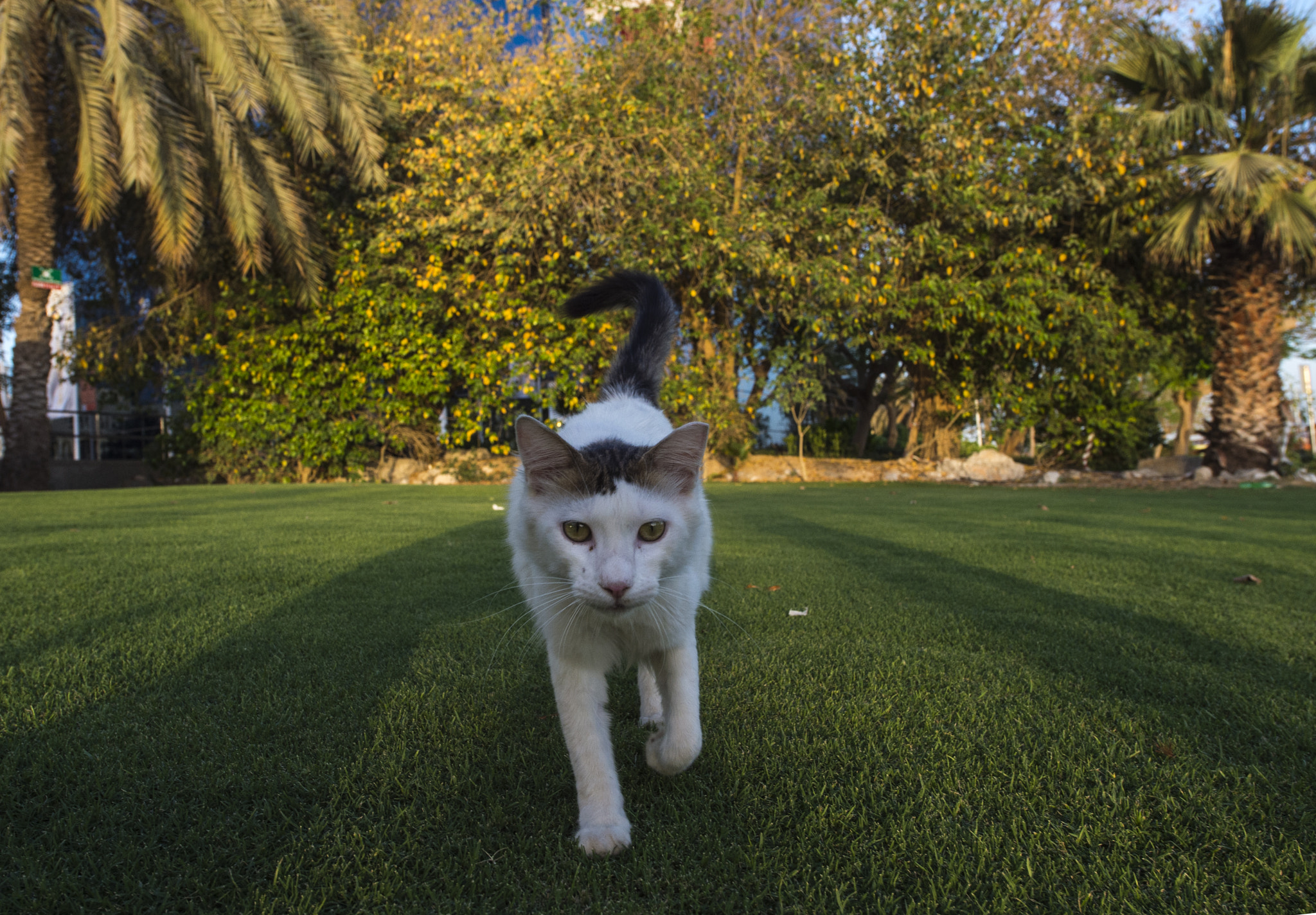 Nikon D4S sample photo. Sweet cat photography
