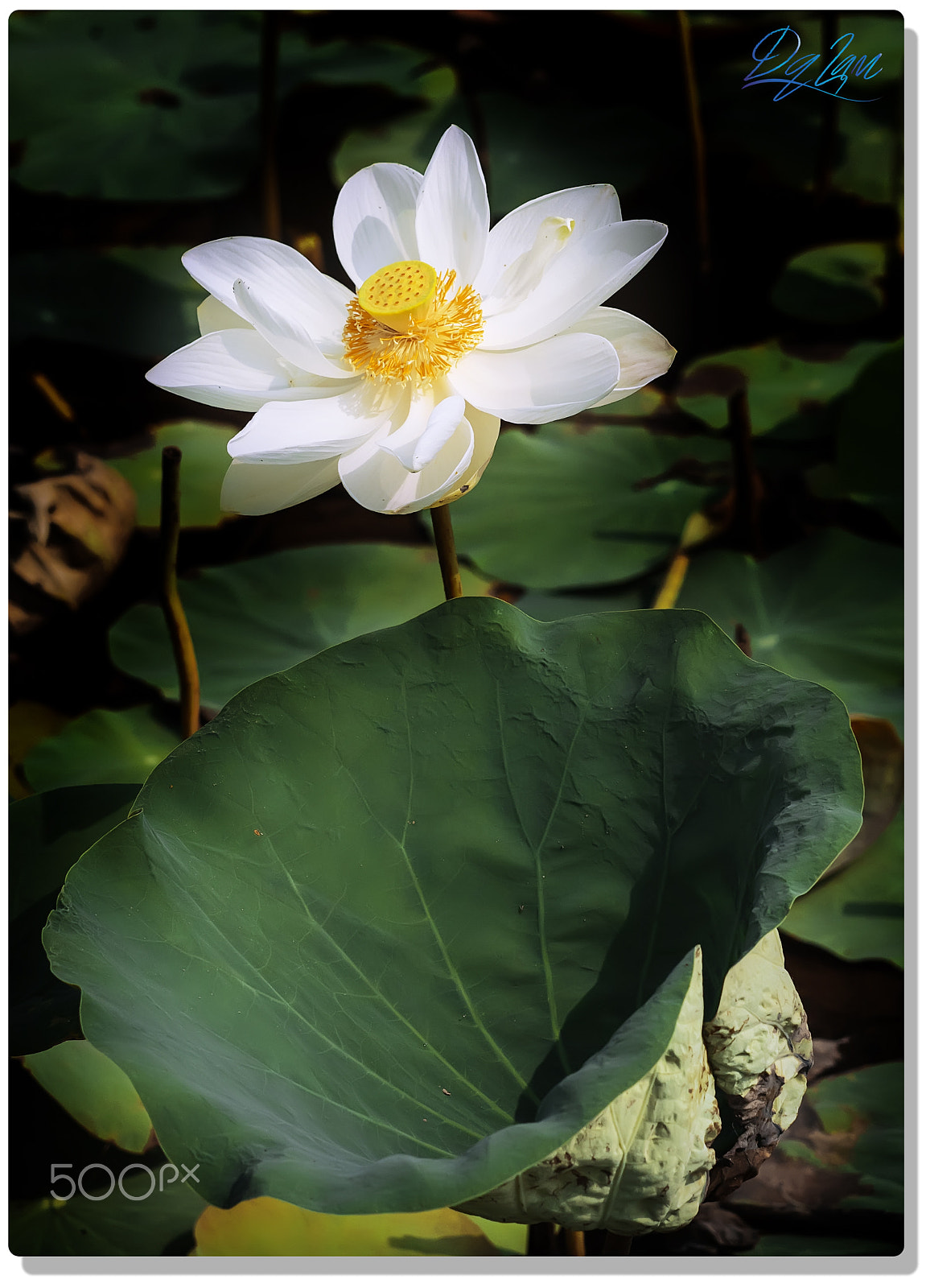 Olympus OM-D E-M1 sample photo. Nature - lotus photography