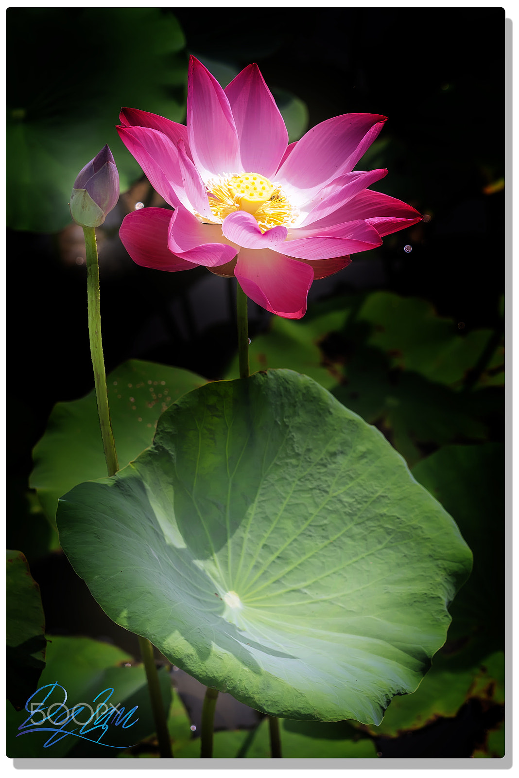 Olympus OM-D E-M1 sample photo. Nature - lotus photography