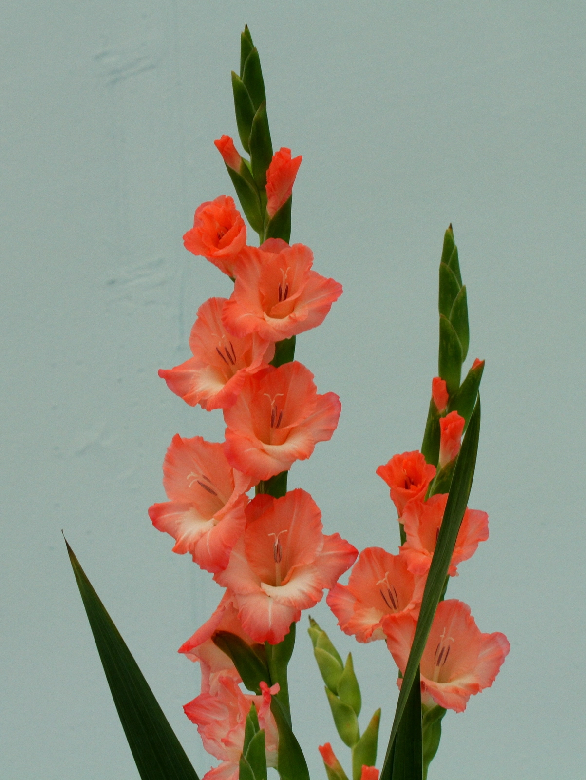 Canon EOS 7D + Tamron SP AF 60mm F2 Di II LD IF Macro sample photo. Gladiolus photography