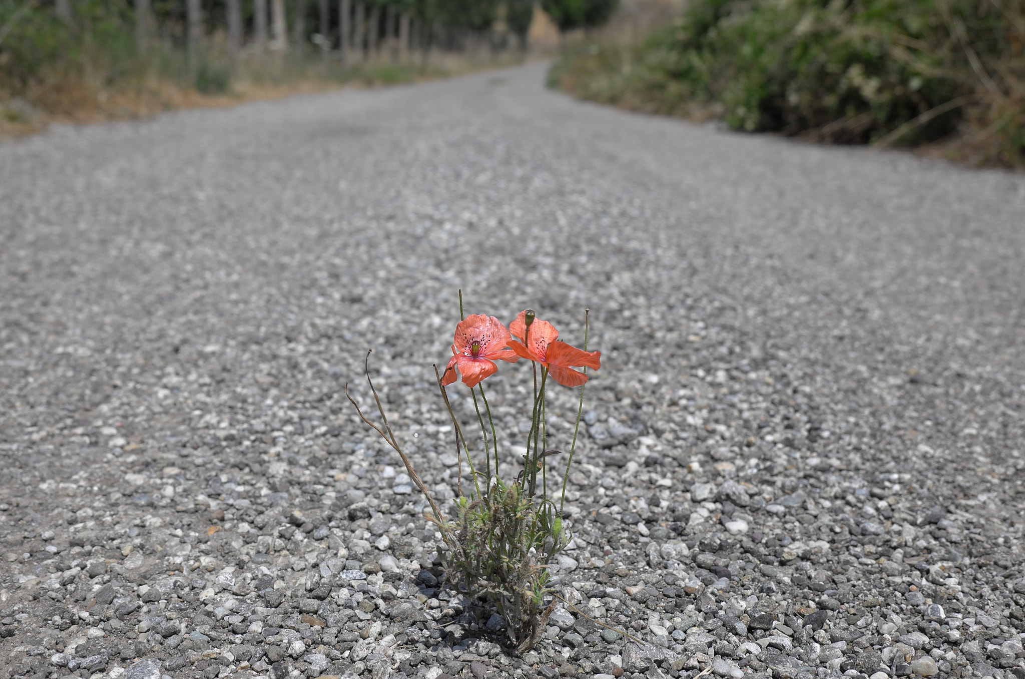 Leica X Vario sample photo. Papaver rhoeas photography