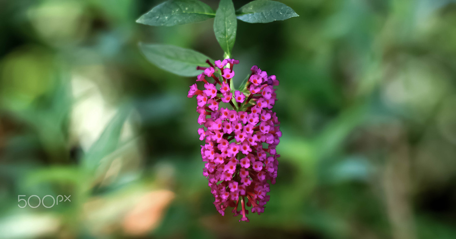 Canon EOS 5DS + Canon EF 50mm F1.2L USM sample photo. Purple beauty photography