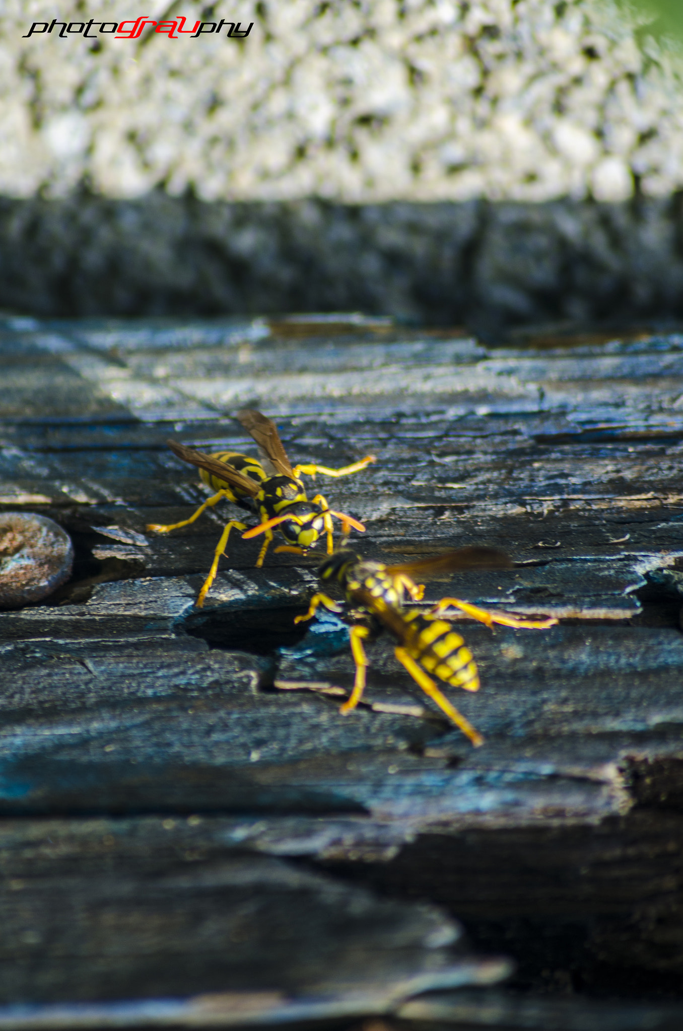 Sigma 70-300mm F4-5.6 APO DG Macro sample photo. Lucha photography