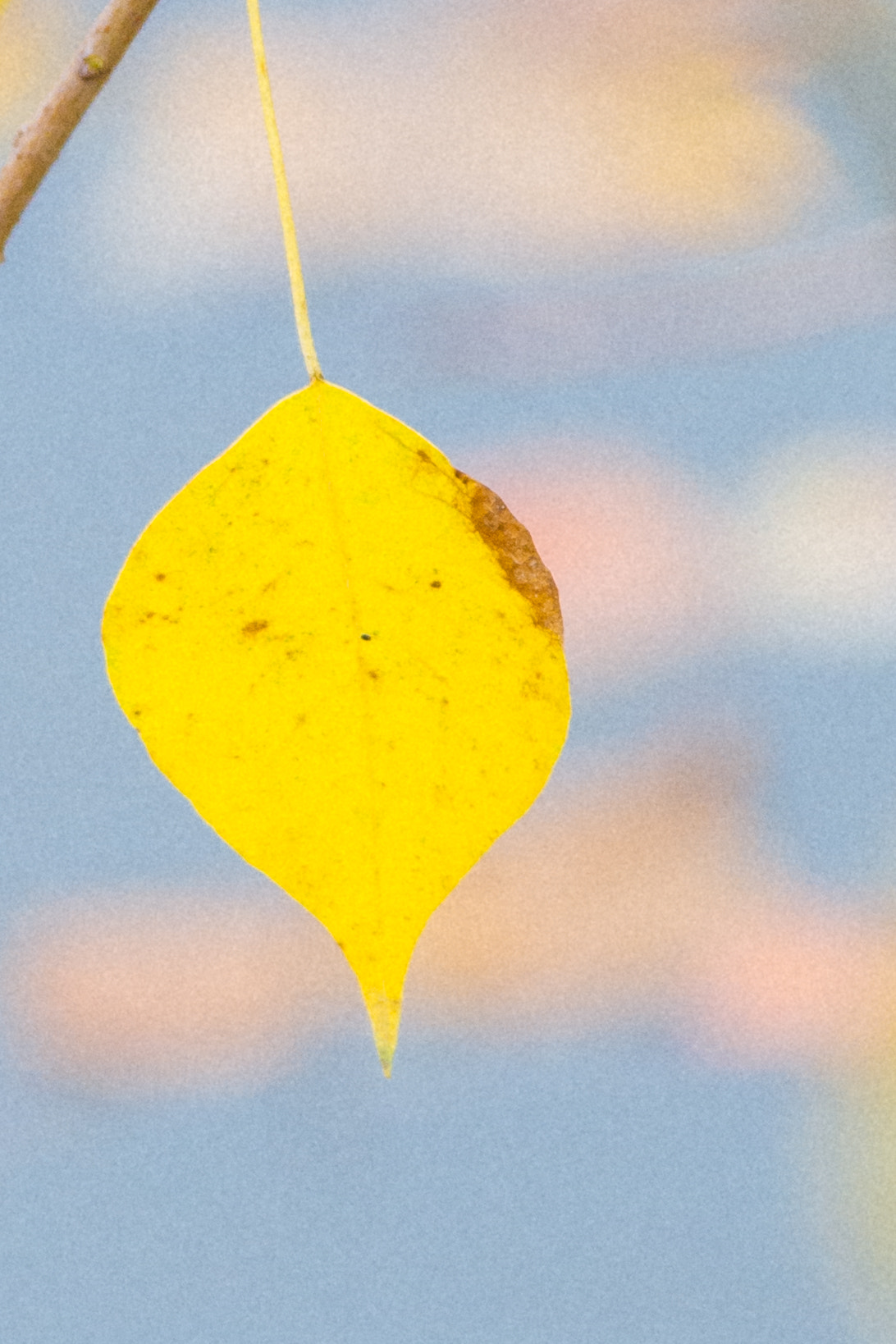 Sigma 70-200mm F2.8 EX DG OS HSM sample photo